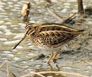 Бичил салалж